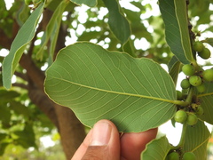Bridelia retusa