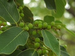 Bridelia retusa