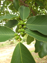 Bridelia retusa