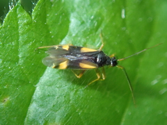 Dryophilocoris flavoquadrimaculatus
