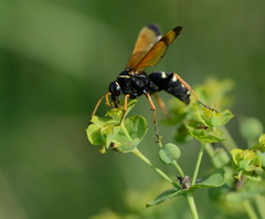 Parabatozonus lacerticida