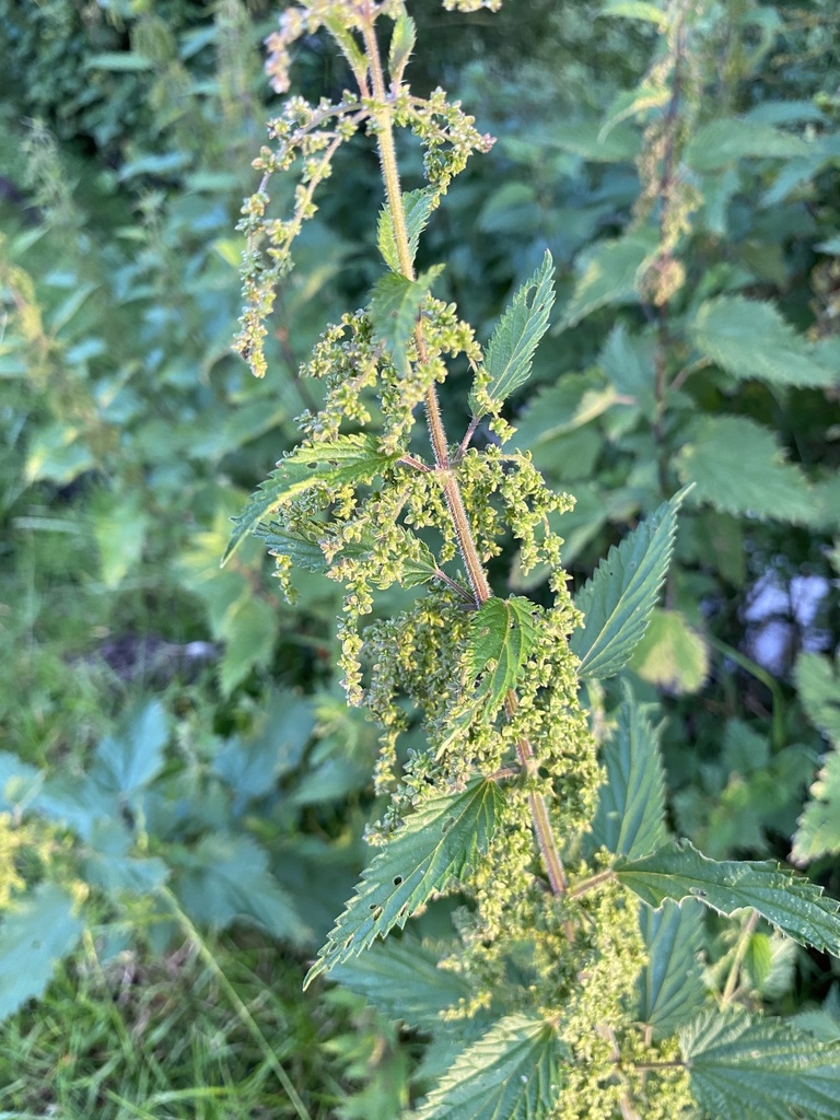 great stinging nettle from Brafferton, Darlington, England, GB on 17