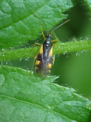 Dryophilocoris flavoquadrimaculatus