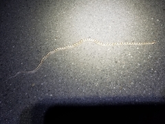 Arizona elegans candida