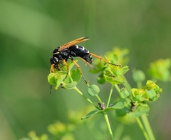 Parabatozonus lacerticida