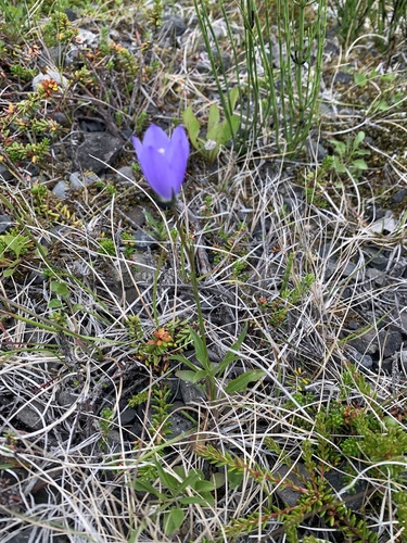 zvonček okrúhlolistý (Campanula rotundifolia)