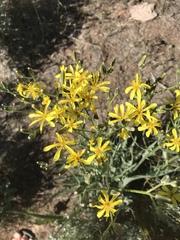 Crepis acuminata