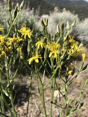 Crepis acuminata