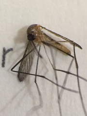 Wyeomyia mitchellii