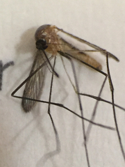 Wyeomyia mitchellii