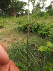 Setaria flavida