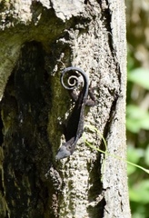 Anolis jubar oriens