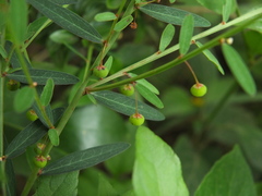 Phyllanthus virgatus