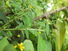 Phyllanthus virgatus
