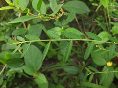 Phyllanthus virgatus
