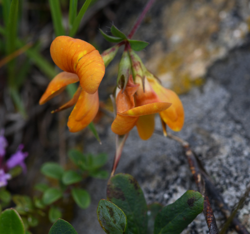 Image of Lotus alpinus by (c) Matteo Martini, some rights reserved (CC BY)