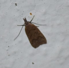 Dichomeris ventrellus