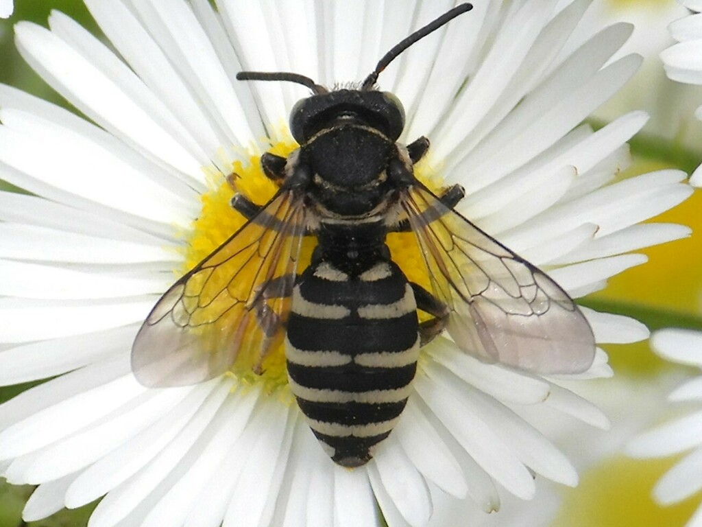 Brittain's Cuckoo Nomad Bee