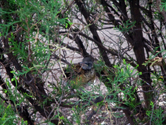 Turdus rufopalliatus