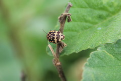 Orsilochides scurrilis