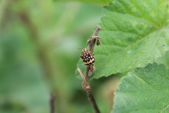 Orsilochides scurrilis