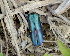 Megaloxantha bicolor