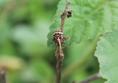 Orsilochides scurrilis