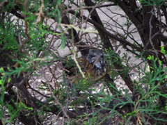 Turdus rufopalliatus