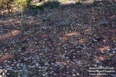 Malacothrix floccifera