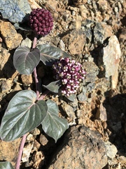 Asclepias solanoana