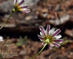 Malacothrix floccifera