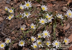 Malacothrix floccifera