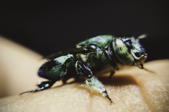 Euglossa