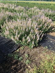 Lupinus albicaulis