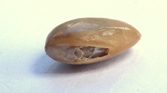 Manilkara longifolia