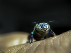 Euglossa
