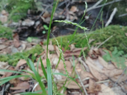 White edge sedge (Carex debilis)
