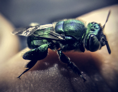 Euglossa