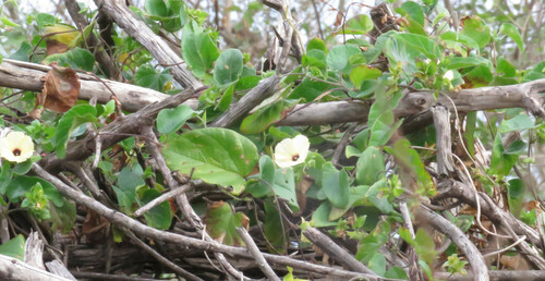 Image of Hewittia malabarica by (c) Nick Schaller, some rights reserved (CC BY)