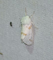 Euerythra trimaculata