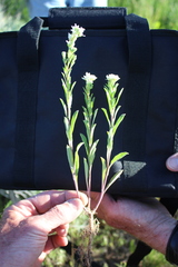 Draba cana