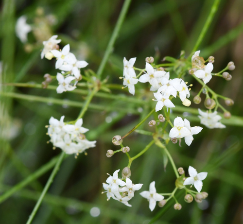 Image of Galium anisophyllon by (c) Matteo Martini, some rights reserved (CC BY)