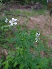 Geranium asiaticum