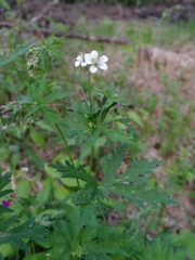 Geranium asiaticum