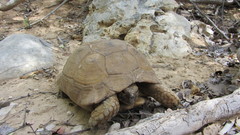 Testudo graeca