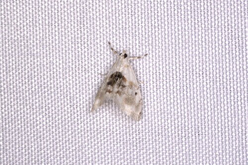 Lipocosma adelalis photo 4