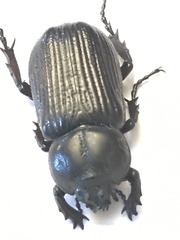 Phileurus