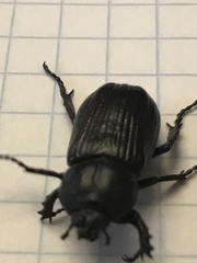 Phileurus