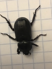 Phileurus