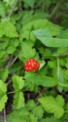 Rubus pungens oldhamii